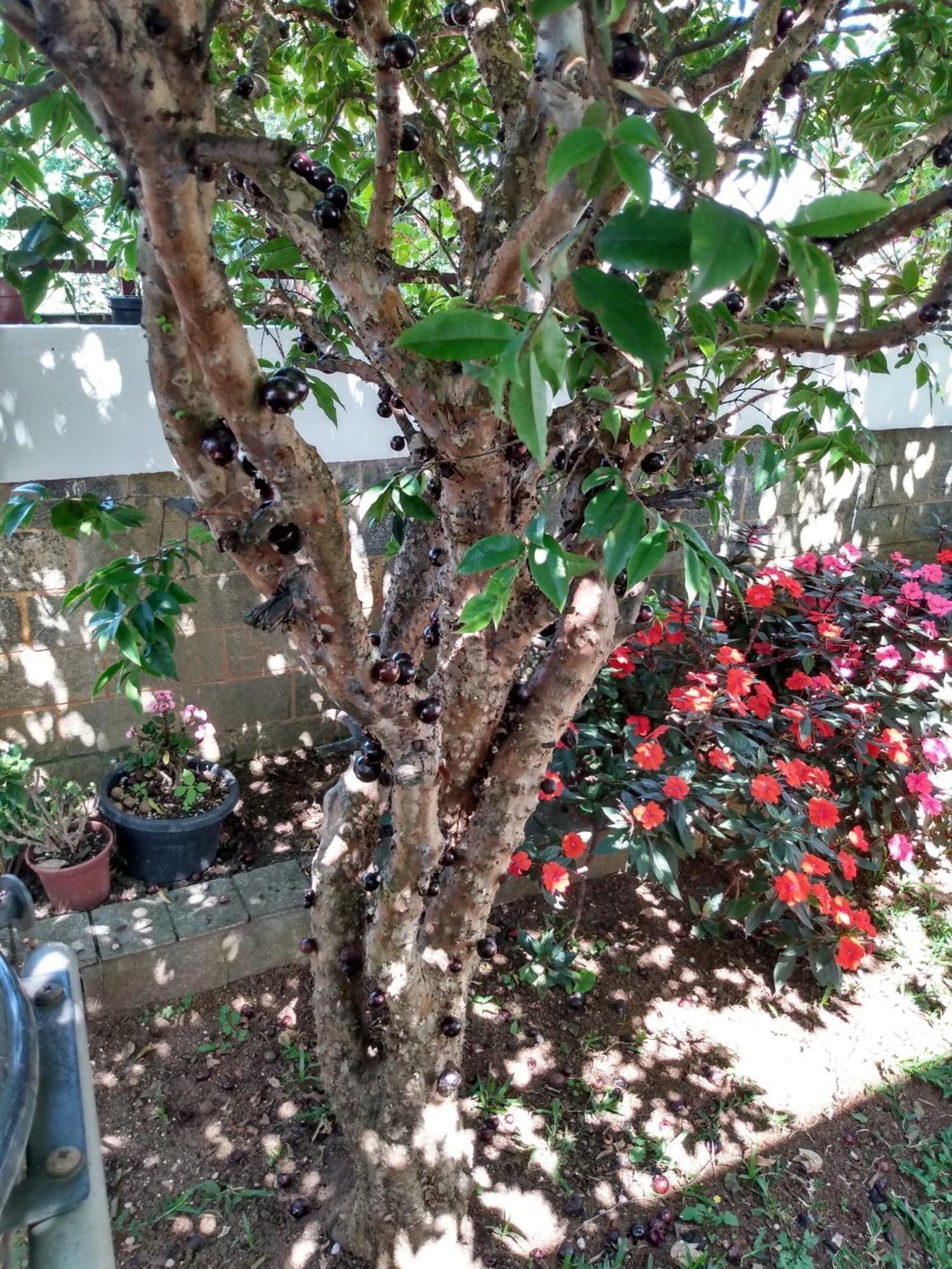 Suites Encantadoras Σάο Πάολο Εξωτερικό φωτογραφία